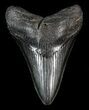 Black, Fossil Megalodon Tooth #41805-1